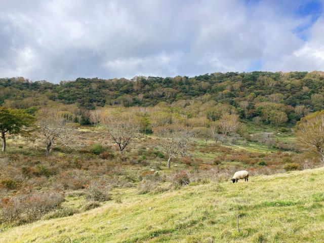 20241015 赤城山 紅葉情報