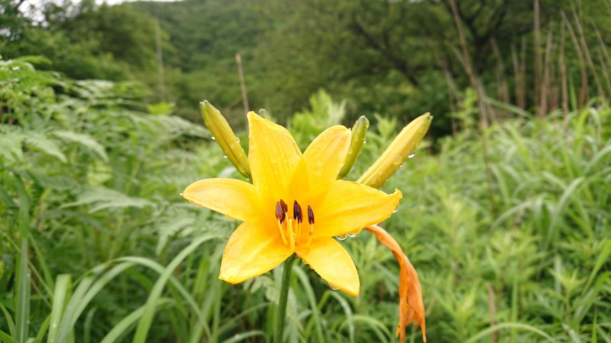 赤城山を彩る夏の花 観光 体験 前橋の観光 旅行情報サイト 前橋まるごとガイド