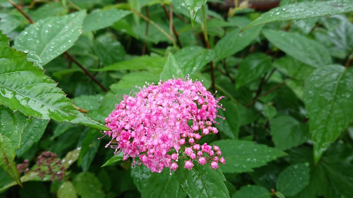 赤城山を彩る夏の花 観光 体験 前橋の観光 旅行情報サイト 前橋まるごとガイド