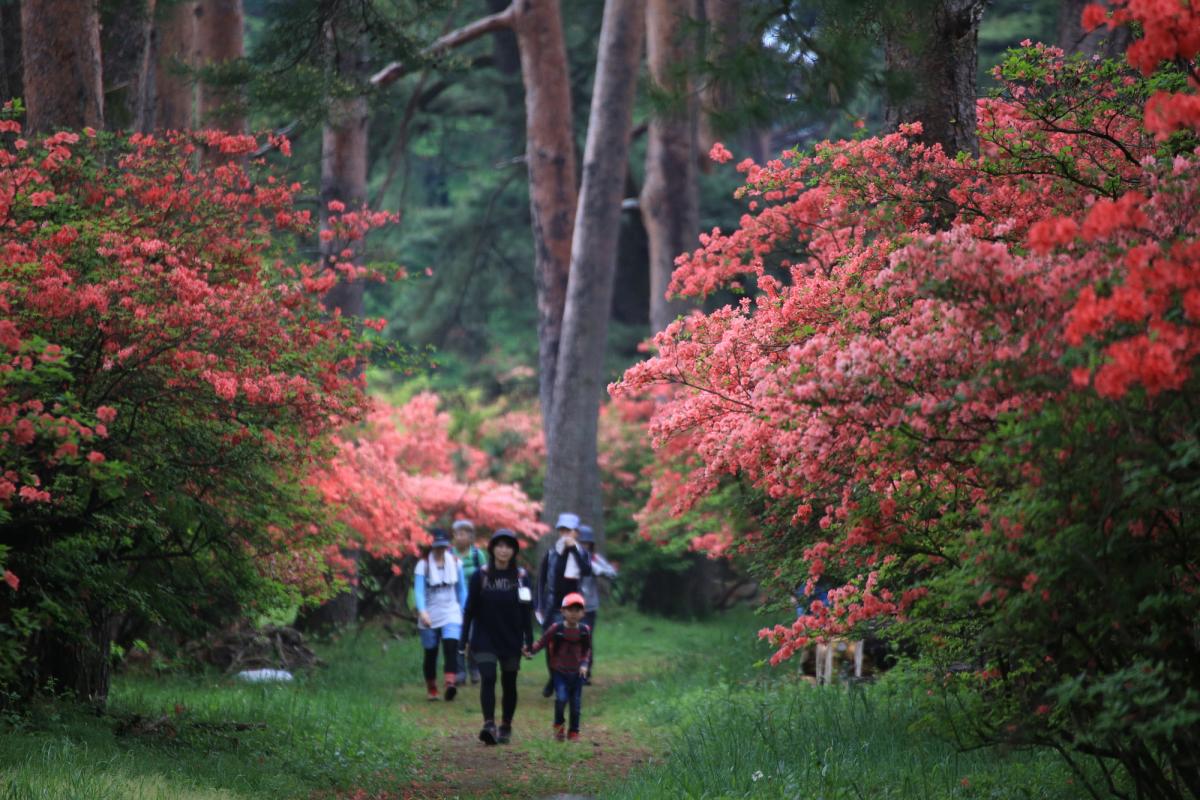 赤城神社参道松並木とつつじの道ウォーキング イベント 前橋の観光 旅行情報サイト 前橋まるごとガイド