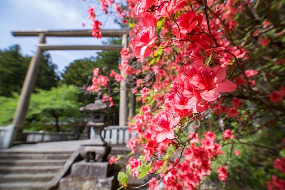 赤城神社参道松並木とつつじの道ウォーキング イベント 前橋の観光 旅行情報サイト 前橋まるごとガイド