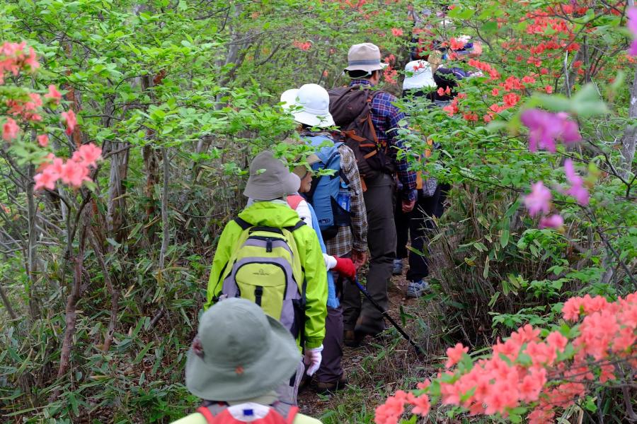 赤城神社参道松並木とつつじの道ウォーキング イベント 前橋の観光 旅行情報サイト 前橋まるごとガイド