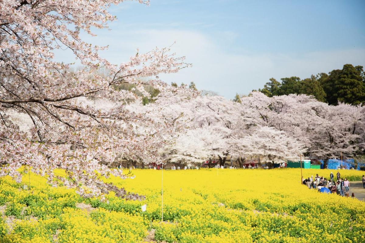 赤城南面千本桜まつり 2025.4.5-4.20