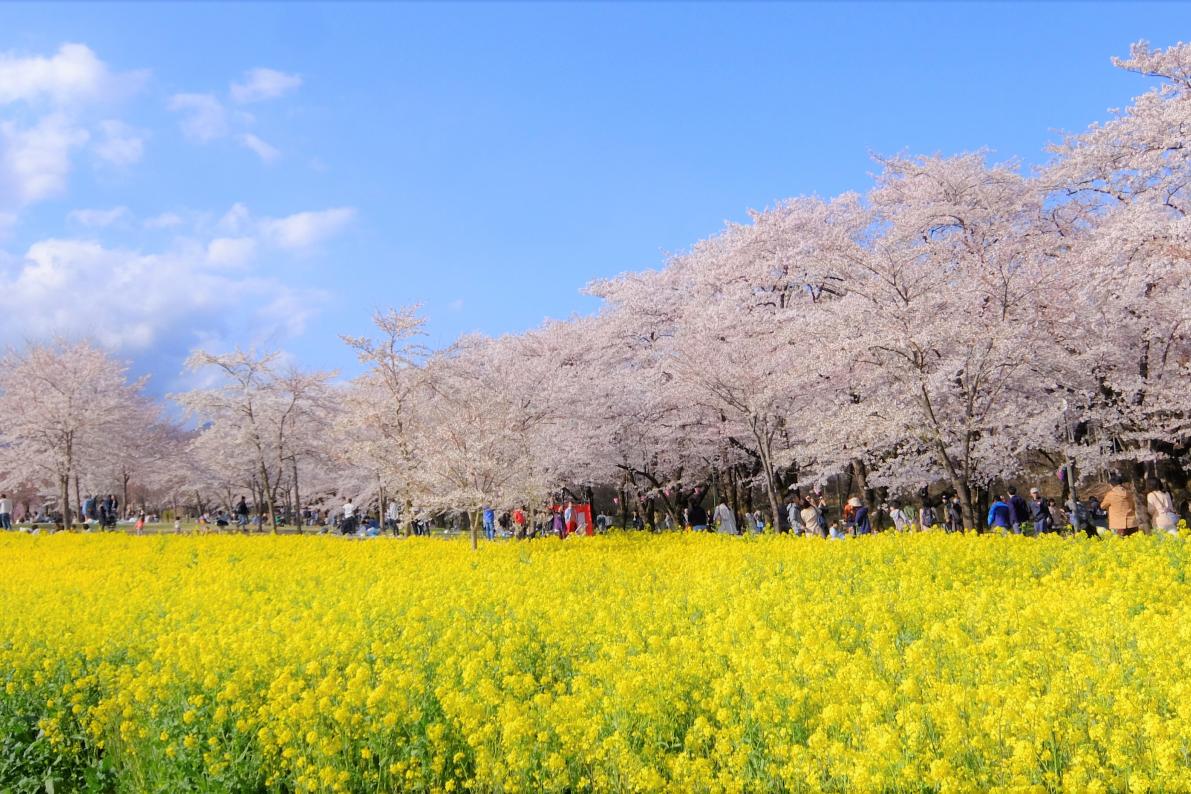 私のおすすめ桜スポット 特集 前橋の観光 旅行情報サイト 前橋まるごとガイド