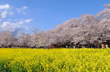 みやぎ千本桜の森公園1