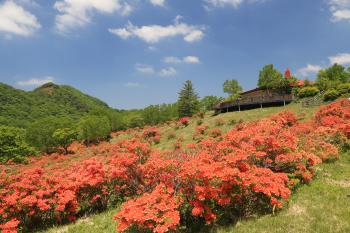 赤城山・春・白樺牧場2