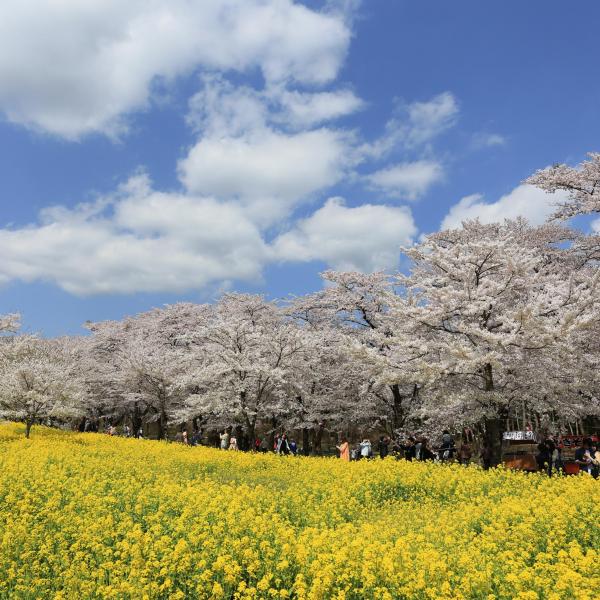 みやぎ千本桜の森公園3