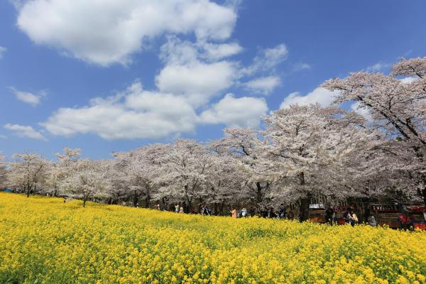 みやぎ千本桜の森公園3