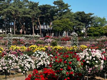 敷島公園門倉テクノばら園3