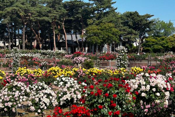 敷島公園門倉テクノばら園3