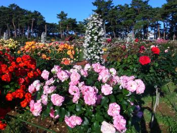 敷島公園門倉テクノばら園13