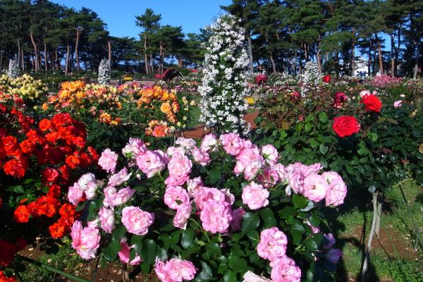 敷島公園門倉テクノばら園13